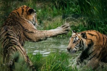 Polarização e resolução de conflito - Consciência em gotas