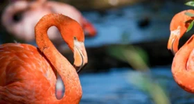 As férias me trouxeram alguém