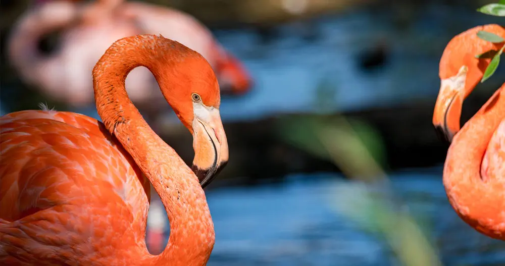 Conscienciando - Consciência em gotas